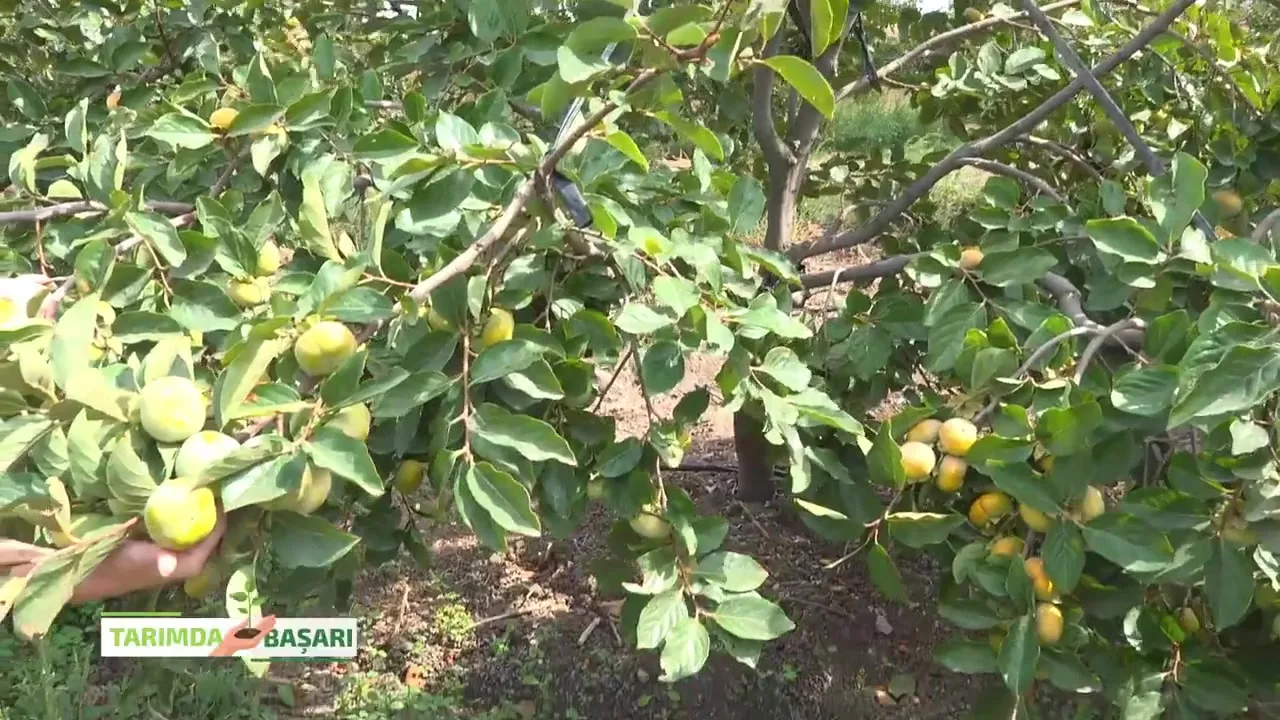 Tarımda Başarı - hurma besleme